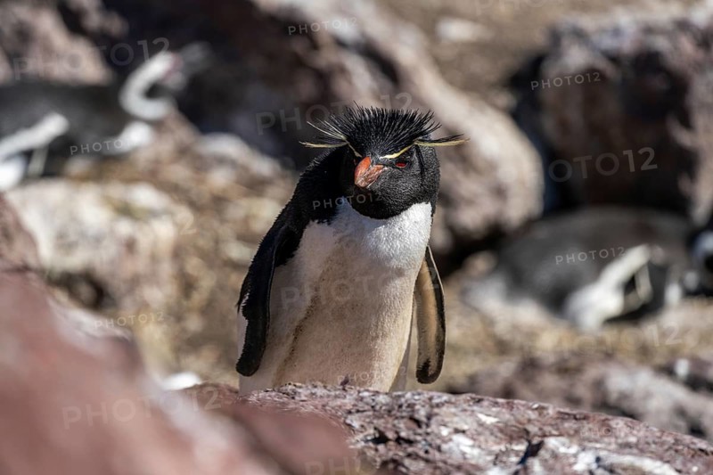 Southern rockhopper penguin