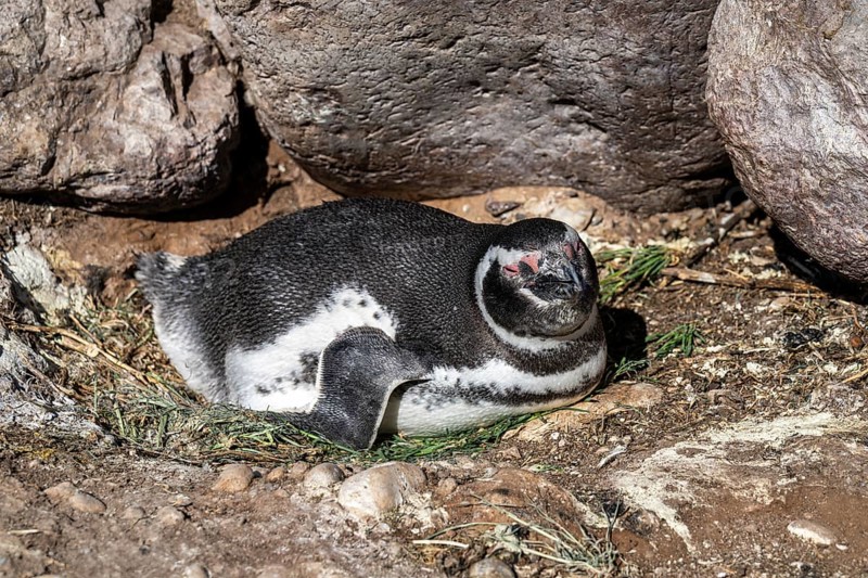 Magellanic penguin
