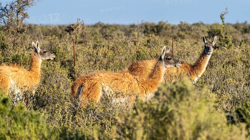 Guanaco