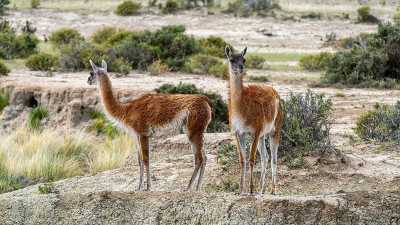 Guanacos