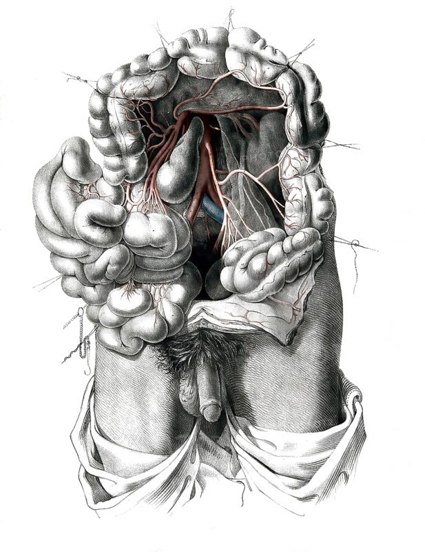 Human anatomy