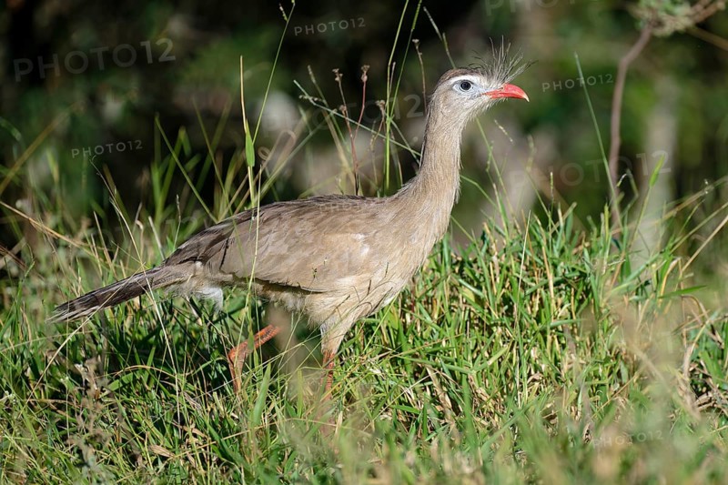 Red-legged Seriema