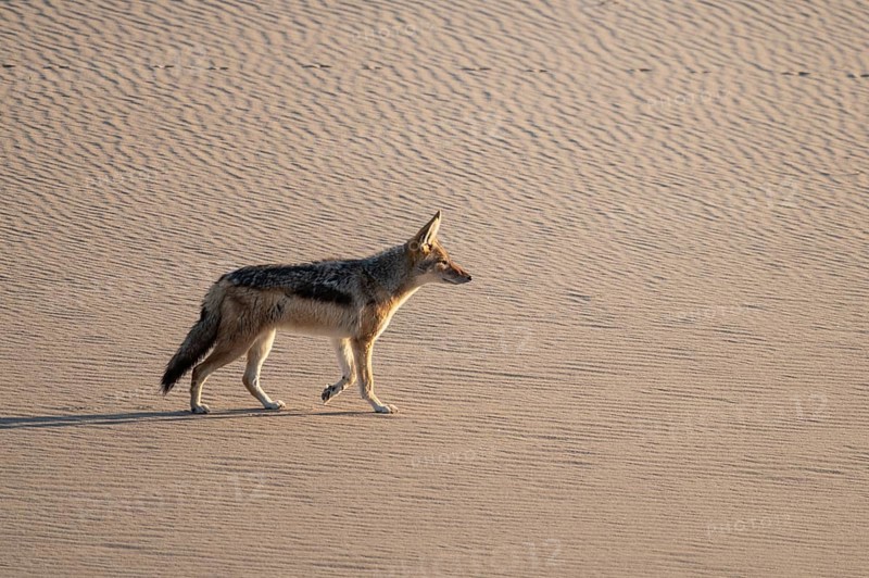 Black-backed jackal