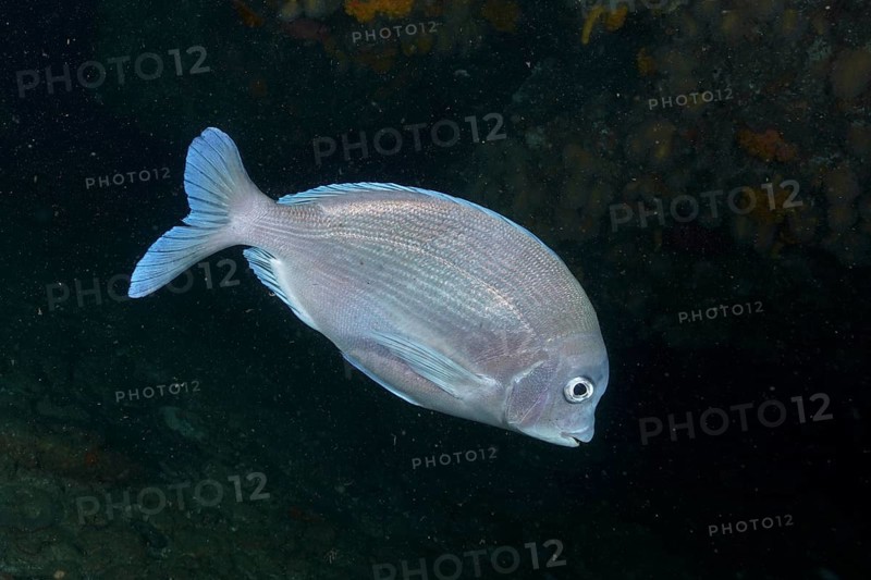 Bronze bream