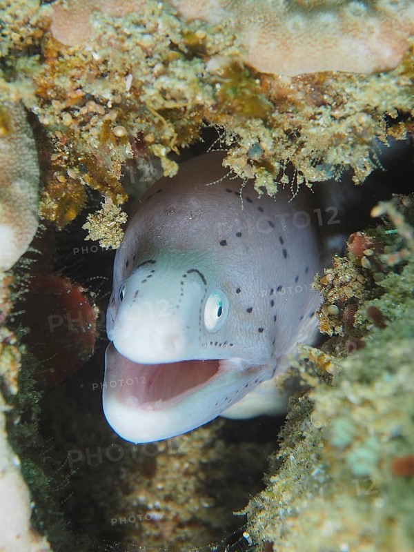 Geometric moray