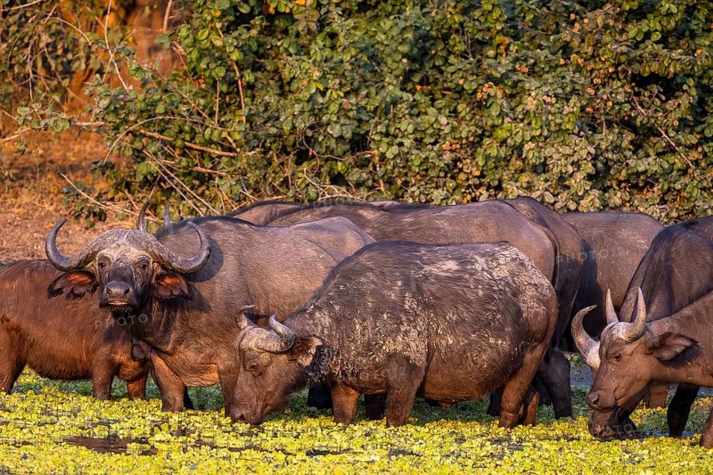 African buffalo