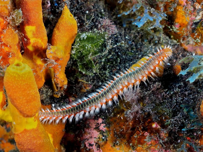 Firebristle worm