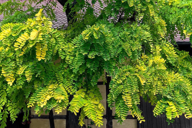 Autumn leaves of a false acacia