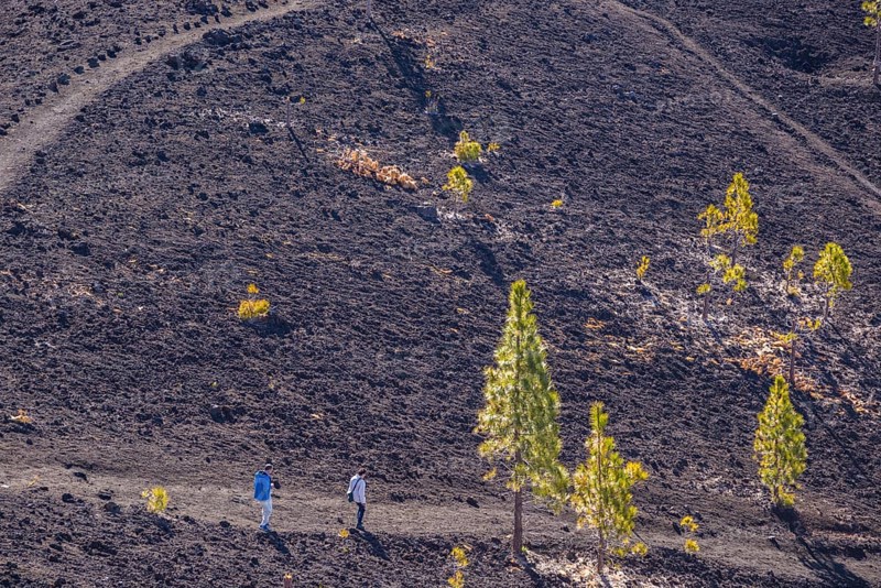 Canary Island pines