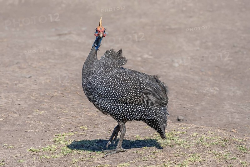 Helmeted guineafowls