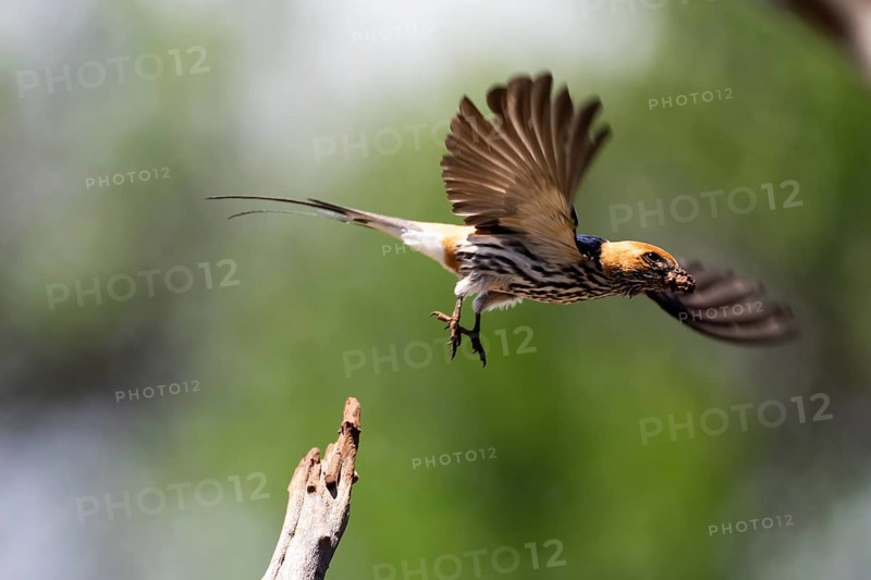 Lesser striped swallow