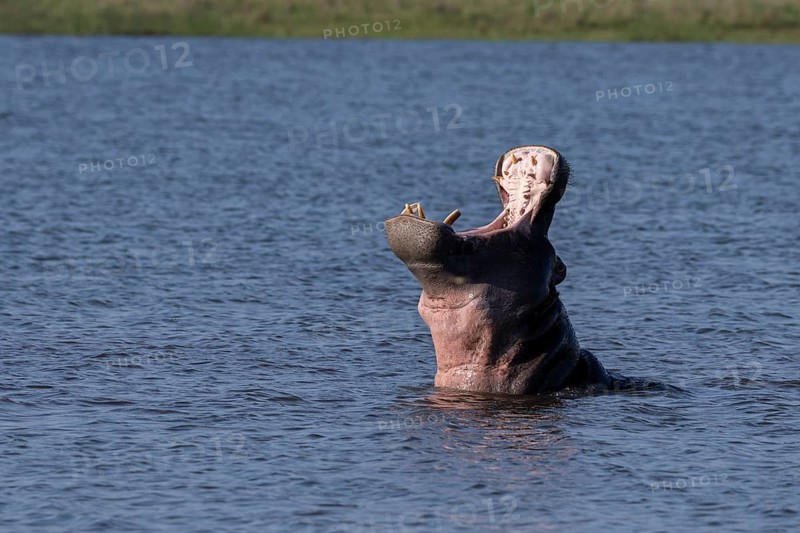 Hippopotamus
