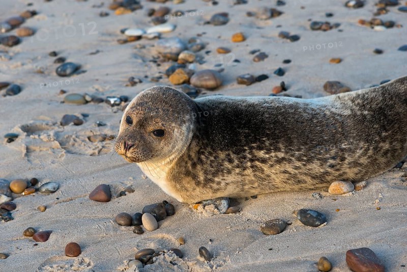Seal on the beach
