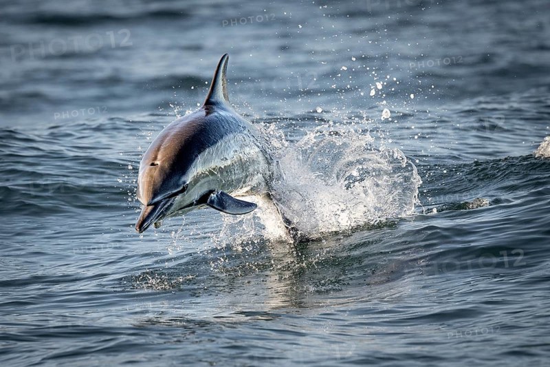 Dolphin