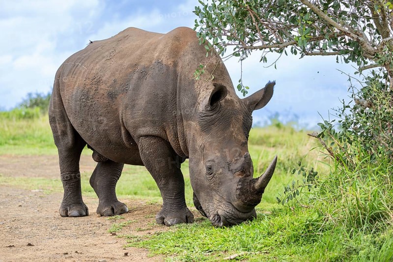 White rhinoceros