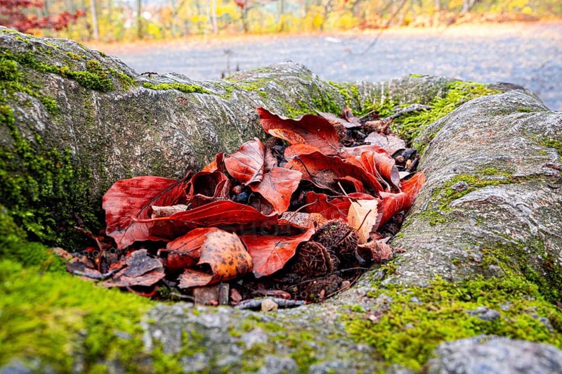 Red beech leaves