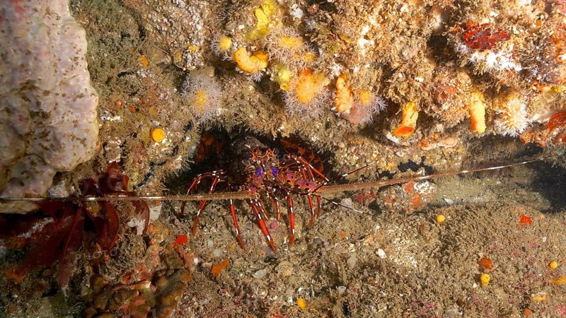 Long-legged long-legged spiny crayfish