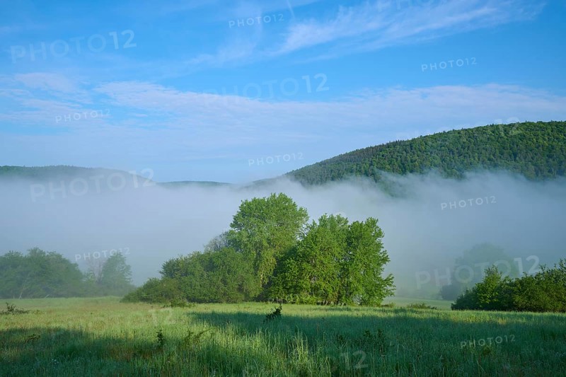 Meadow