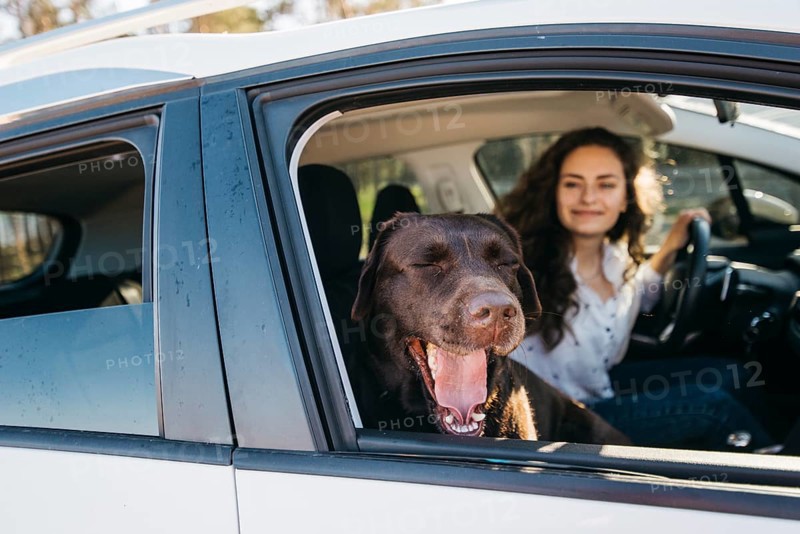 Big black dog car 2