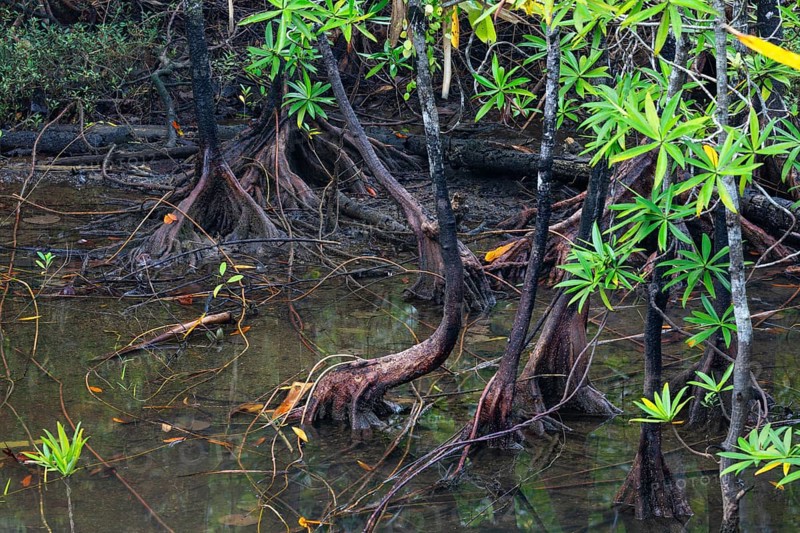 Mangrove forest