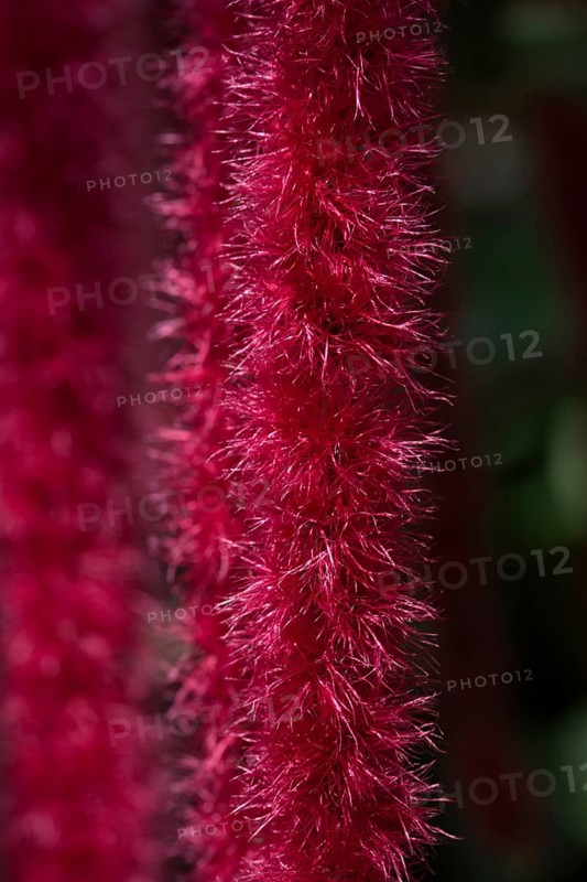 Detail of the flower of a red cattail