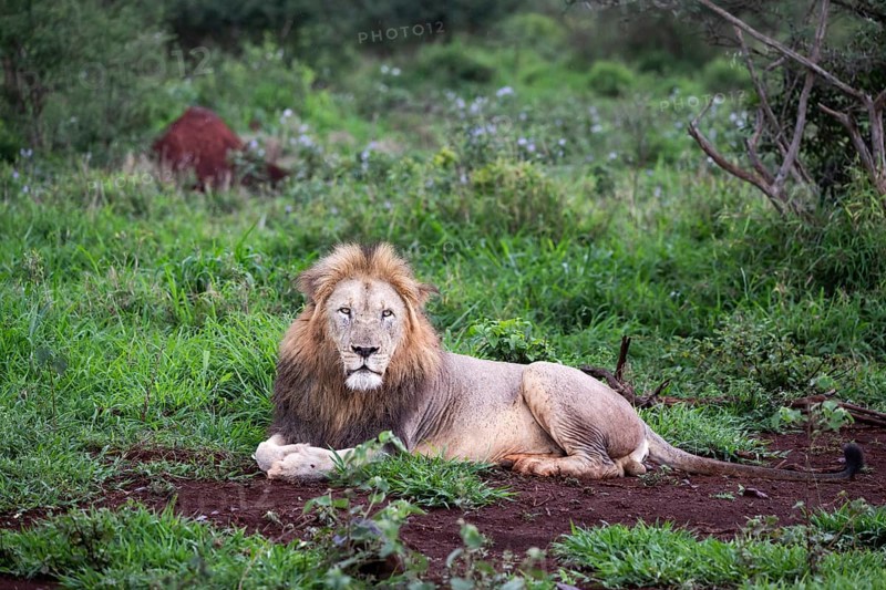 Lion