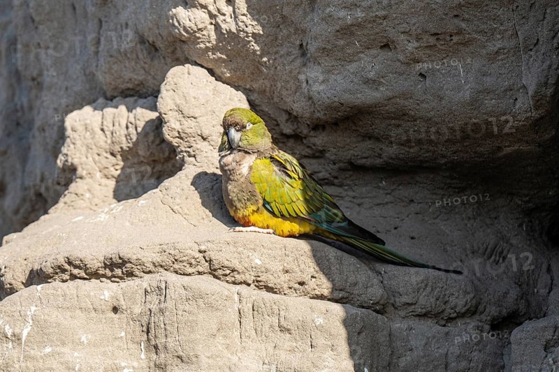 Rock parakeet