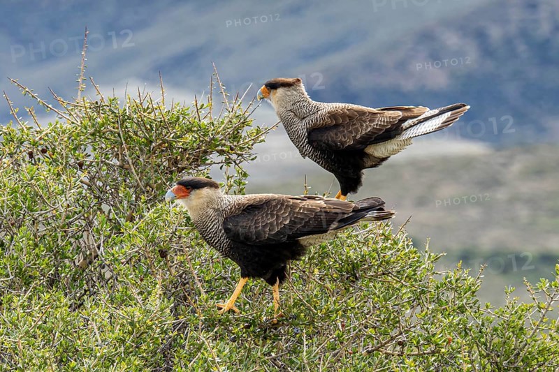 Crested caracara