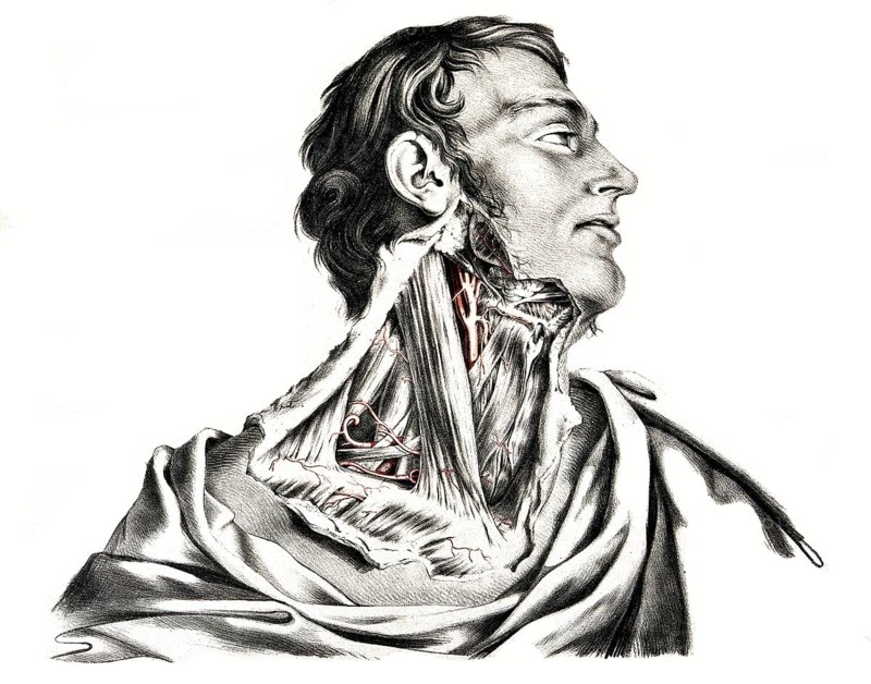 Human anatomy
