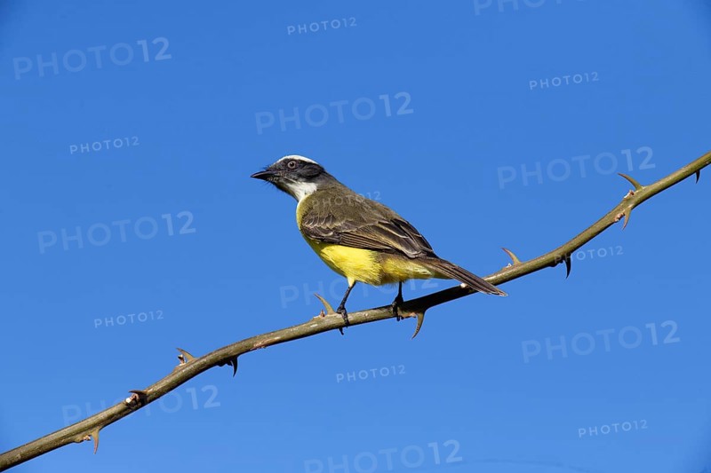 Social Flycatcher