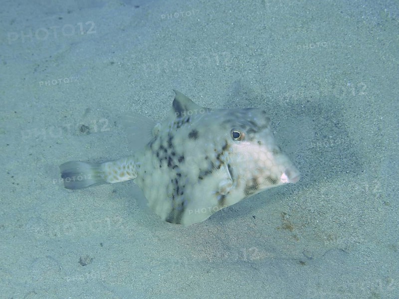 Pyramid Trunkfish