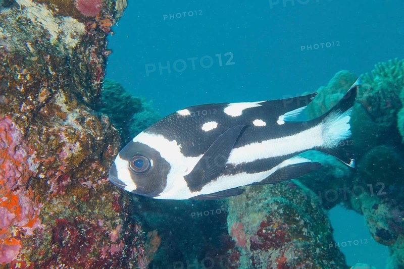 Juvenile black and white snapper