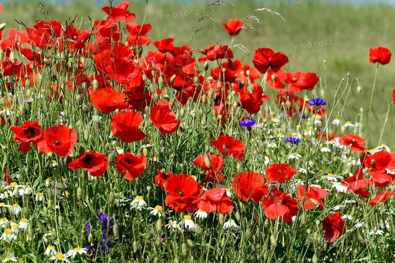 Poppy flowers