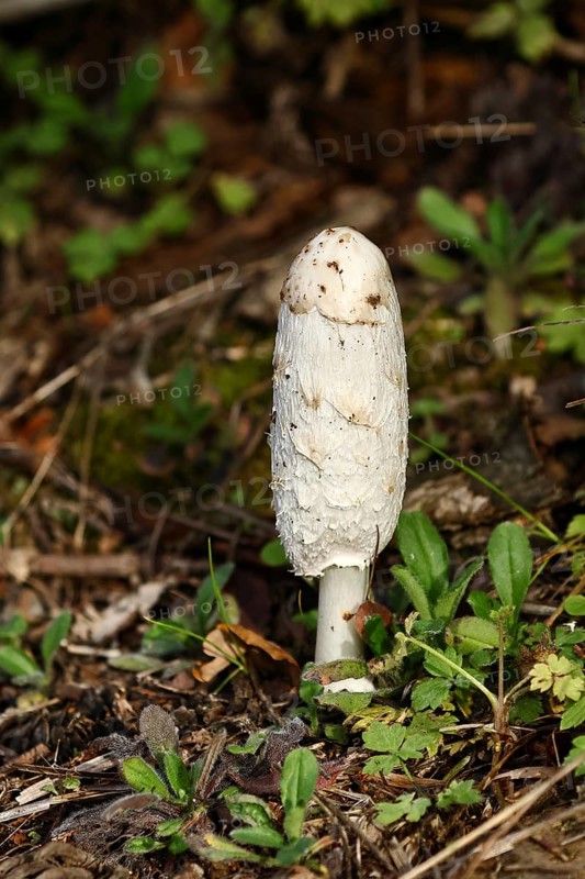 Shaggy ink cap