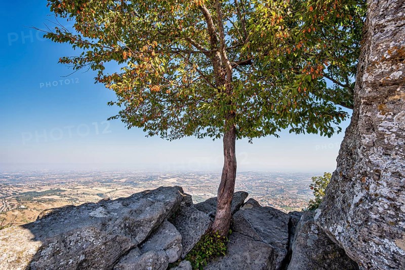 Tree on a cliff edge on the Percorso della Rupe hiking trail