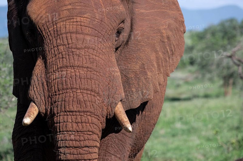 African elephant