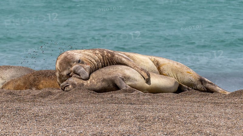 Southern elephant seals