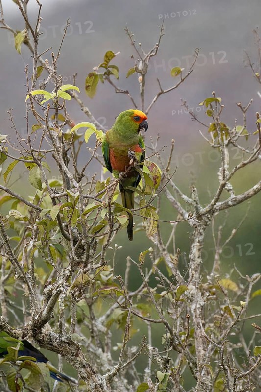 Golden-capped Parakeet