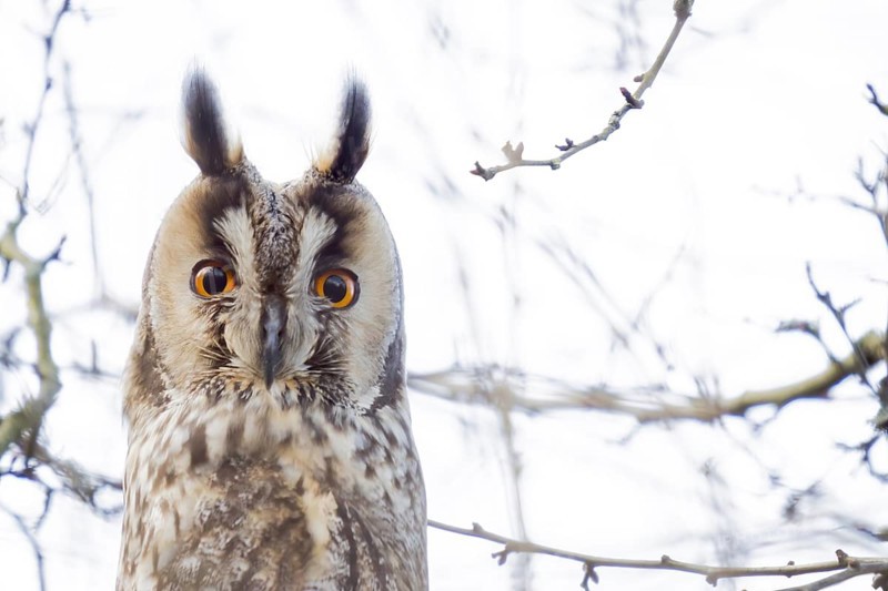 Long-eared owl