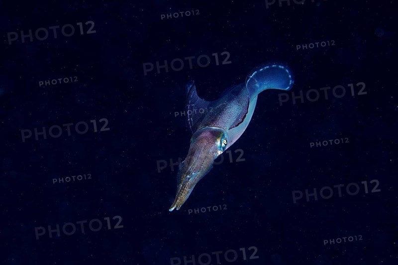 Lesson's reef squid