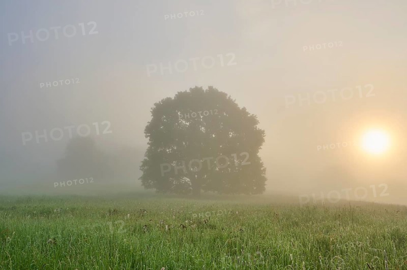 Oak tree