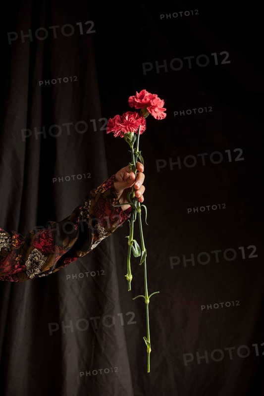 Person holding red carnation flowers
