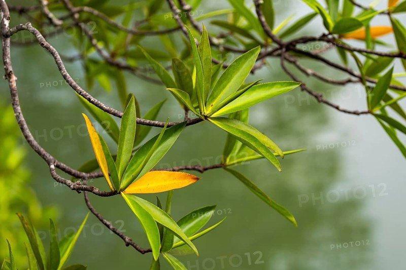 Mangrove