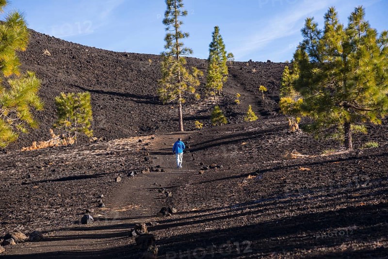 Canary Island pines