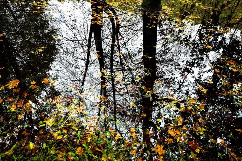 Beautiful Flood Water Pond with Tree Reflection and Autumn Leaves Floating on the Water Surface with Sunlight in Lugano
