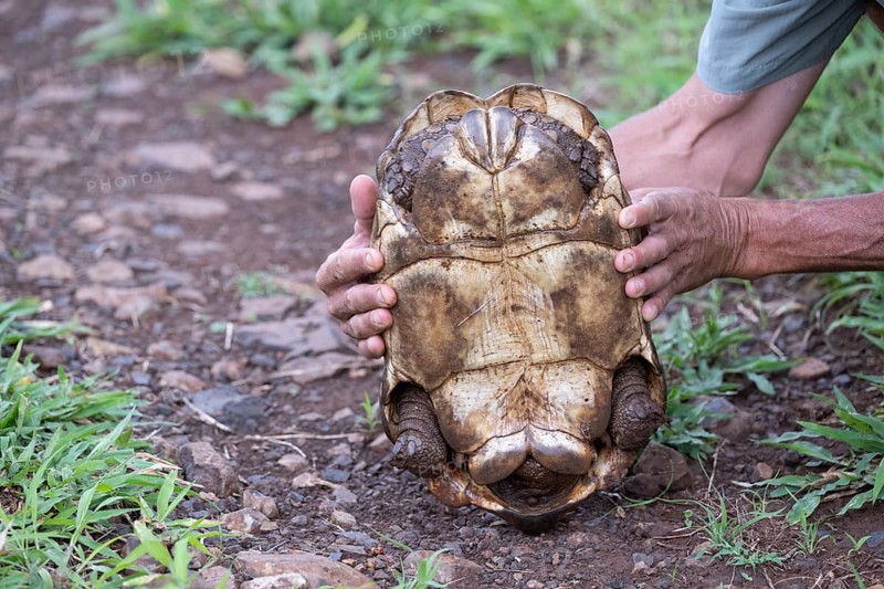 Leopard tortoise