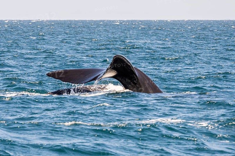 Southern right whale