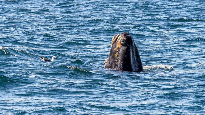Southern right whale