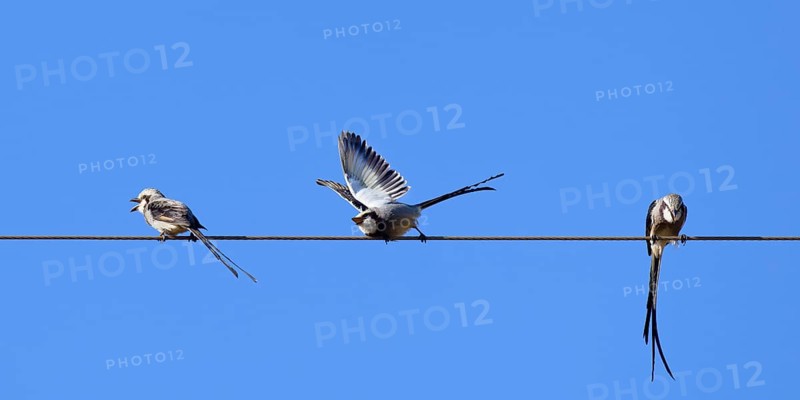 Courtship display of Streamer-tailed Tyrant