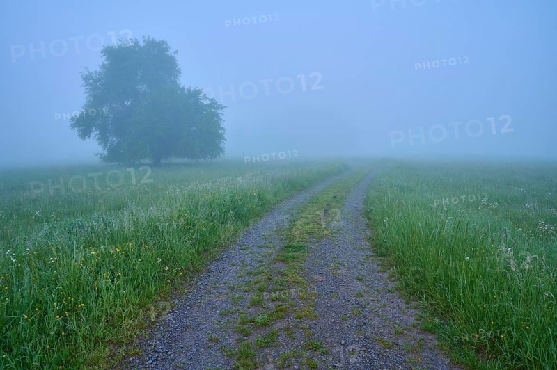 Path